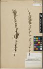 Foto von Salix repens subsp. rosmarinifolia (L.) Andersson